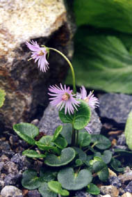 Soldanella alpina